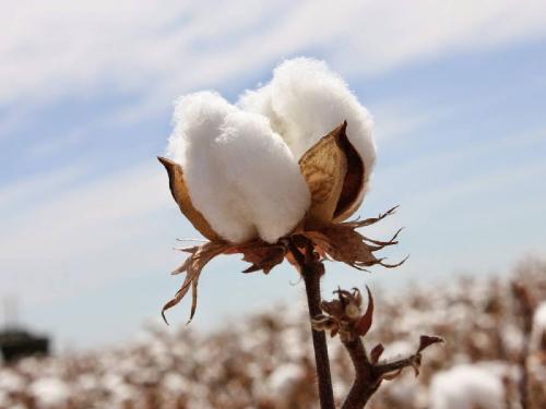 The price of cotton is 7 thousand par, which market committee in the state has the highest income? | कापसाचा भाव ७ हजार पार, राज्यात कुठल्या बाजारसमितीत सर्वाधिक आवक?