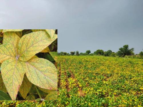 Order to make panchnama of soybean crop immediately | सोयाबीन पीकाचे तातडीने पंचनामे करण्याचे आदेश