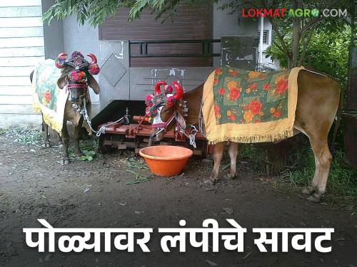 Latest News Lumpy disease crisis on Pola festival, government provide help for lumpy disease | Lumpy Disease : पोळा सणावर लंम्पीचे सावट, लंम्पी झाल्याने शासनाकडून मदत मिळते का? 