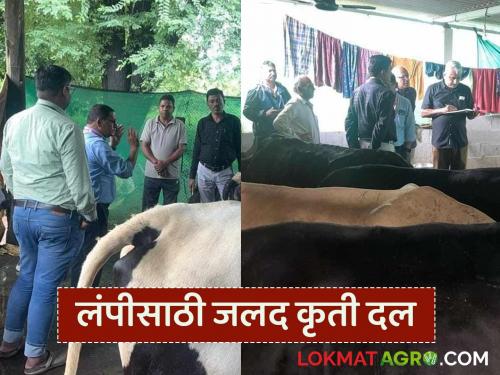 Latest news Lumpy Disease Nashik Zilla Parishad takes measures for lumpy control, read in detail | Lumpy Disease : नाशिक जिल्हा परिषदेकडून लंपी नियंत्रणासाठी जलद कृती दल, वाचा सविस्तर 