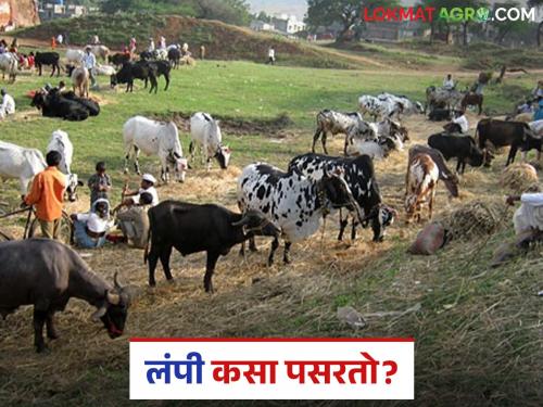 Latest News Lumpy Skin Disease How does lumpy disease spread in animals livestock Learn in detail | Lumpy Skin Disease : जनावरांमध्ये लम्पी रोग कसा पसरतो? जाणून घ्या सविस्तर 