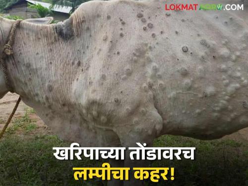 latest news Lumpy Skin Diseases: Lumpy 'attack' even before Kharip; Animals on the streets, 'zero' measures Read in detail | Lumpy Skin Diseases : खरिपाआधीच लम्पीचा 'हल्ला'; जनावरे रस्त्यावर, उपाययोजना 'शून्य' वाचा सविस्तर