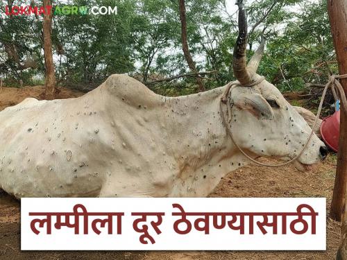Latest News dairy farming Do these 14 things in cowshed for lumpy disease read in details | Lumpy Disease : गोठ्यात करा या 14 गोष्टी, कधीही होणार नाही जीवघेणा लम्पी आजार, वाचा सविस्तर