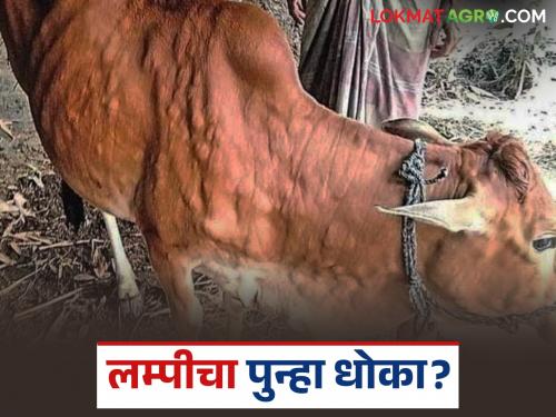 latest news Lumpy Skin Disease : Lumpy has raised its head again; Read in detail about symptoms, care and remedies | Lumpy Skin Disease : लम्पीने पुन्हा डोकं वर काढलं; लक्षणं, काळजी आणि उपाय वाचा सविस्तर