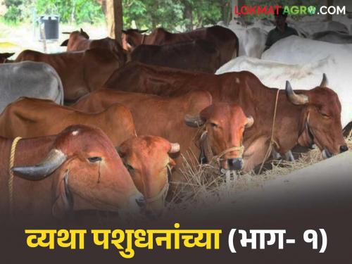latest news Lumpy Skin Disease Prevention: Defeat Lumpy! 53 thousand livestock safe in Ambad taluka Read in detail | Lumpy Skin Disease Prevention: लम्पीवर मात! अंबड तालुक्यात ५३ हजार पशुधन सुरक्षित वाचा सविस्तर