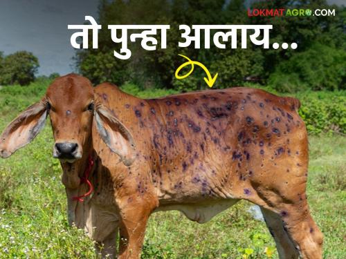 Lumpy Skin Disease : Lumpy is back; If you want to avoid financial loss, take care of livestock like this | Lumpy Skin Disease : लंपी पुन्हा आलाय; आर्थिक हानी टाळायची असेल तर 'अशी' घ्या पशुधनाची काळजी