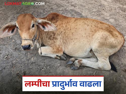 The spread of lumpy disease has increased in this district of the state; the district has been declared a 'controlled area' | राज्यात 'या' जिल्ह्यात लम्पी आजाराचा फैलाव वाढला; जिल्हा 'नियंत्रित क्षेत्र' म्हणून जाहीर