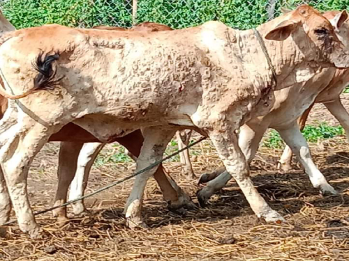 Livestock calves will also be vaccinated against lumpy | पशुधनांच्या वासरांनाही लम्पीचे लसीकरण केले जाणार