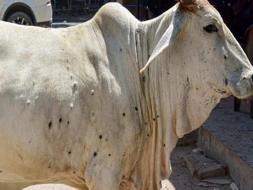 In Malegaon taluka bull infected with lumpy; Vaccination of animals | मालेगाव तालुक्यात बैलाला लम्पीची लागण; जनावरांचे केले लसीकरण