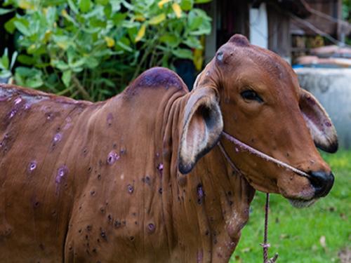 Lumpy broke the herd of 4,406 cattle permanently | लम्पीने ४,४०६ गुरांचा कासरा कायमचा तोडला