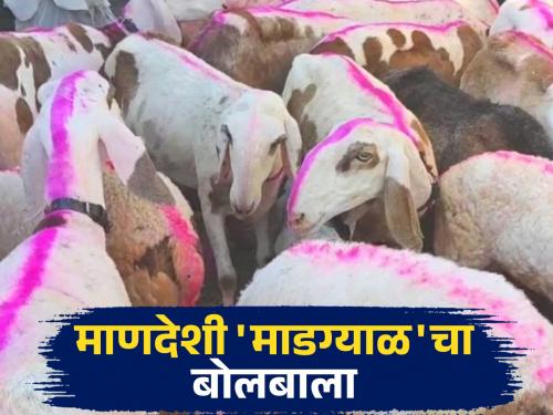 Madgyal Mendhi : Bids for Madgyal sheep in this market range from 20 thousand to 5 lakhs | Madgyal Mendhi : माणदेशी माडग्याळ मेंढ्यांना 'या' बाजारात २० हजारांपासून ५ लाखांपर्यंतची बोली