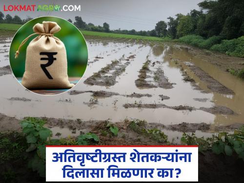 latest news Nuksan Bharpai: Crop damage acknowledged; Relief fund approved but when will the money arrive in the account? Read in detail | Nuksan Bharpai : पिकांचे नुकसान मान्य; मदतनिधी मंजूर पण खात्यात पैसे कधी येणार? वाचा सविस्तर