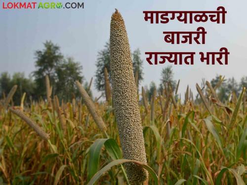 The farmer of Madgyal took 43 quintal pearl millet production per acre read in detail | माडग्याळच्या शेतकऱ्याने घेतले एकरात ४३ क्विंटल बाजरीचे उत्पादन वाचा सविस्तर