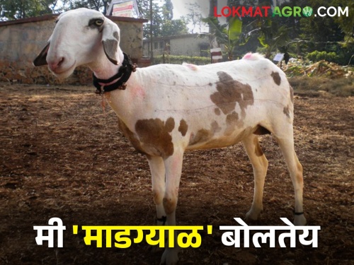 Madgyal sheep is the glory of Maharashtra.. calling Why not give me national recognition from nbagr | महाराष्ट्राचे वैभव - माडग्याळ मेंढीची सार्थ हाक.. मला का देत नाही राष्ट्रीय मान्यता