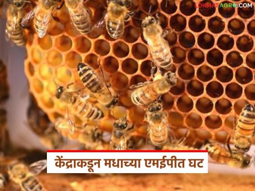 latest News Honey Export Central government's reduction in MEP for natural honey exports | Honey Export : केंद्र सरकारकडून नैसर्गिक मध निर्यातीच्या एमईपीत घट, काय परिणाम होणार 
