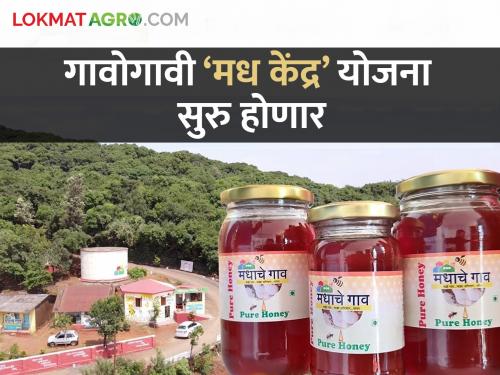 'Madhache Gaon' honey village scheme will be implemented across the state; The state government will give 80 percent for the purchase of beehives | ‘मधाचे गाव’ योजना राज्यभर राबविणार; मधपेट्या खरेदीसाठी राज्य शासन ८० टक्के देणार