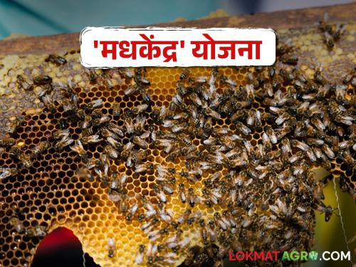 Apiary scheme for beekeeping | मधमाशीपालन व्यवसाय करताय? खादी व ग्रामोद्योग मंडळाची ही योजना देतेय अनुदान