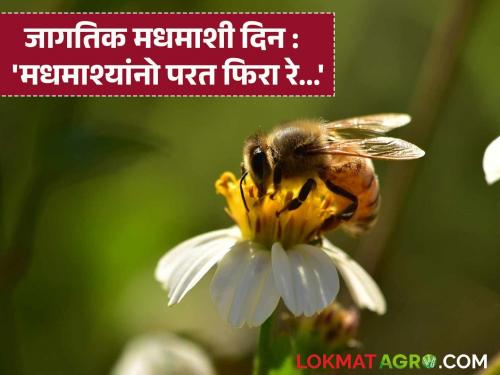 Latest News World Bee Day Bees decline due to excessive use of pesticides see details | World Bee Day : कीटकनाशकांच्या अतिरेकामुळे मधमाशी बांधापासून दुरावली, हे खरंय का? 