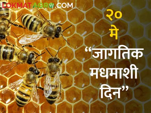 Why is World Bee Day celebrated on May 20? The concept behind what is read | २० मे जागतिक मधमाशी दिन का साजरा केला जातो? वाचा काय आहे यामागील संकल्पना