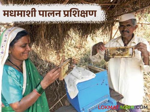 Latest News Want to take free beekeeping training in nashik kvk, registration is open here | Agriculture News : मोफत मधमाशी पालन प्रशिक्षण घ्यायचंय, इथं सुरु आहे नावनोंदणी
