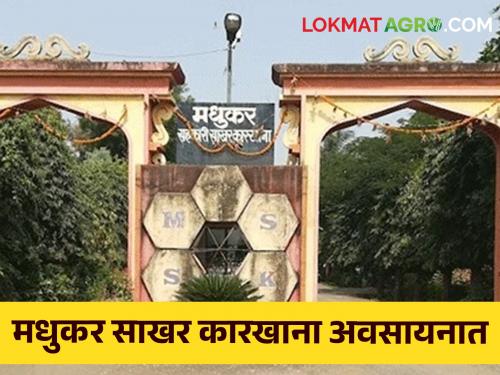 Latest News jalgaon district faijpur taluka Madhukar Sugar Factory is finally closed, | Madhukar Sugar Factory : मधुकर साखर कारखाना अखेर अवसायनात, काय आहे नेमकं कारण? 