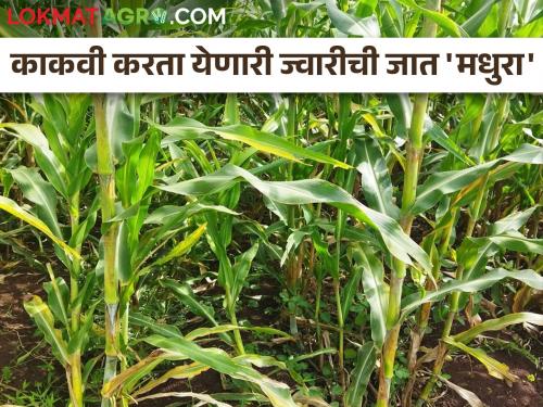 What is the specialty of Madhura variety of sweet sorghum? | गोड धाटाच्या ज्वारीच्या मधुरा जातीची खासियत काय?