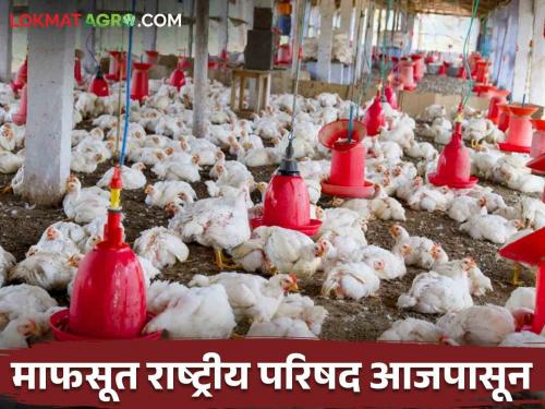 Poultry : The problems of poultry producers will be discussed | poultry : पशुवैद्यकीय महाविद्यालयात वार्षिक परिषदेचे आयोजन; कुक्कुटपालन उत्पादकांच्या समस्यांवर होणार चर्चा 