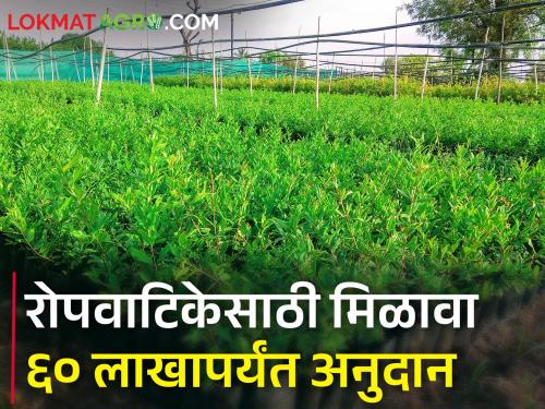 subsidy for setting up nurseries and tissue culture units under MAGNET project, how to apply? | मॅग्नेट प्रकल्पांतर्गत रोपवाटीका व उती संवर्धन युनिट उभारणीसाठी अनुदान, कसा कराल अर्ज?