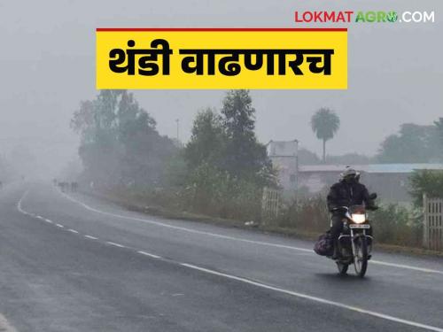 Maharashtra Weather Update : The direction of winds in Maharashtra will change; Chance of rain with cold | Maharashtra Weather Update : महाराष्ट्रातील वाऱ्यांची दिशा बदलणार; थंडीबरोबर पाऊस पडण्याची शक्यता