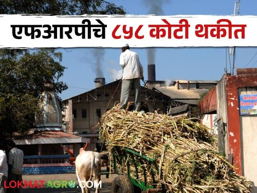 Sugarcane FRP 100 percent FRP deposit from 127 factories, when will remaining 80 factories pay? | Sugarcane FRP १२७ कारखान्यांकडून १०० टक्के एफआरपी जमा, उरलेले ८० कारखाने कधी देणार?