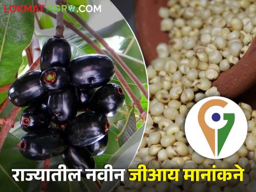 GI rating of seven agricultural products in Maharashtra | महाराष्ट्रातील सात कृषि उत्पादनांना जीआय मानांकन