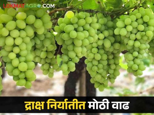 Grapes of the state are preferred by Western countries. How much was exported this year? | राज्यातील द्राक्षांना पाश्चिमात्त्य देशांची पसंती यंदा किती झाली निर्यात