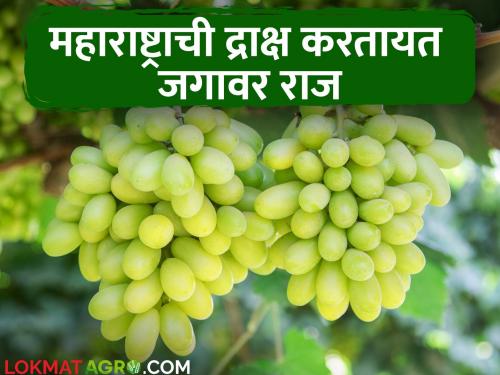 Grape Export Maharashtra dominates in grape export; Number one in the country | Grape Export द्राक्ष निर्यातीत महाराष्ट्राचा दबदबा; देशात नंबर एकवर