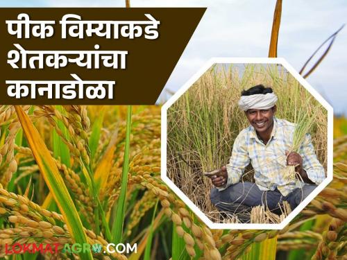 Pik Vima : Only 9 percent of farmers in the state have taken out crop insurance; what caused the low participation? | Pik Vima : राज्यात केवळ ९ टक्के शेतकऱ्यांनीच काढला पीकविमा; कशामुळे सहभाग झाला कमी?