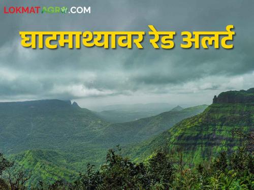 Maharashtra Weather Update; Heavy rain forecast in these parts of the state for the next two days, red alert at some places | Maharashtra Weather Update पुढील दोन दिवस राज्याच्या या भागात मुसळधार पावसाचा अंदाज काही ठिकाणी रेड अलर्ट