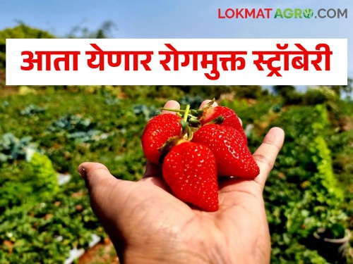 After wheat and cloud research center, strawberry research center will be started in the soil of Mahabaleshwar | गहू व ढग संशोधन केंद्रानंतर आता महाबळेश्वरच्या मातीत स्ट्रॉबेरी संशोधन केंद्र सुरु होणार