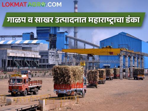 Maharashtra is number one in sugarcane crushing and sugar production, there will be an increase in ethanol production | ऊस गाळप व साखर उत्पादनात महाराष्ट्र देशात नंबर एक, इथेनॉल निर्मितीत होणार वाढ