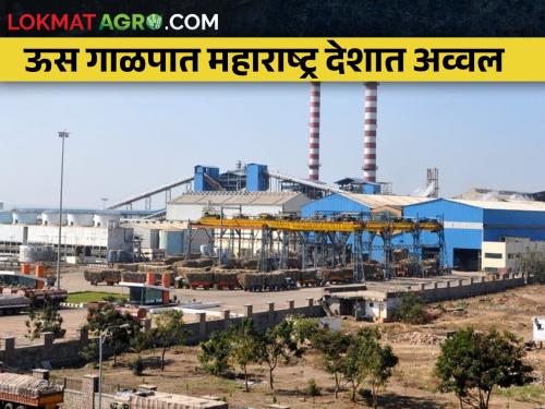 Maharashtra has leading state in the country completed 296 lakh tonnes of sugarcane crushing | ऊस गाळपात महाराष्ट्राने २९६ लाख टनाचे गाळप पूर्ण करून घेतली देशात आघाडी