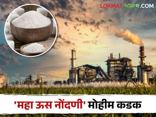 If the sugarcane is registered on the Maha us Nondani portal, then crushing license will be given | Sugarcane महा ऊस नोंदणी पोर्टलवर ऊस नोंद केली, तरच मिळणार गाळप परवाना