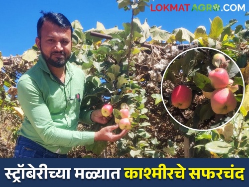 A mechanical engineer of Mahabaleshwar is growing apples of Kashmir in a strawberry farm | महाबळेश्वरचा मॅकॅनिकल इंजिनीअर स्ट्रॉबेरीच्या मळ्यात पिकवतोय काश्मीरचं सफरचंद