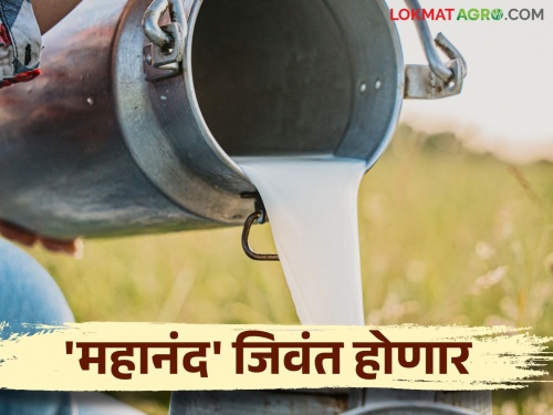 Decision to start government milk dairy in every village in the state | राज्यात गाव तिथे शासकीय दूध डेअरी सुरू करण्याचा निर्णय