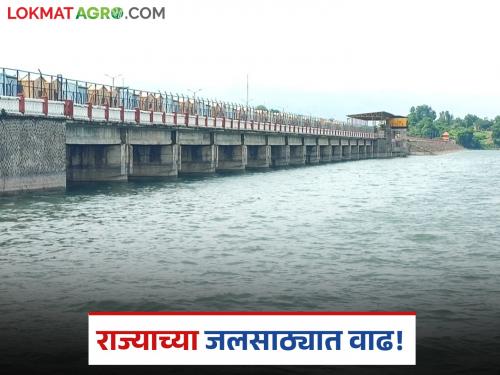 latest news Maharashtra Dam Water Level: Satisfactory water storage in dams in the state Read in detail | Maharashtra Dam Water Level : राज्यातील धरणांमध्ये समाधानकारक पाणीसाठा वाचा सविस्तर