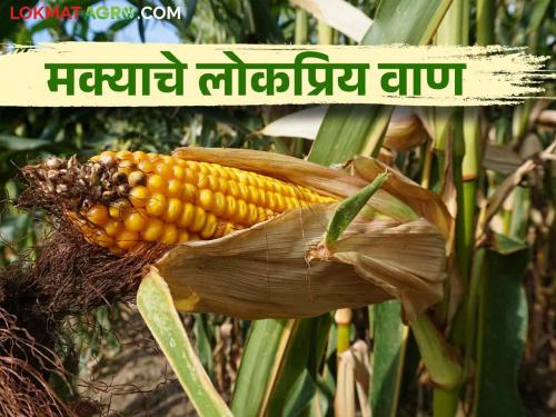 Maka Lagavd: Cultivating Maize? Which are early maturing varieties? | Maka Lagavd मका लागवड करताय? लवकर पक्व होणारे वाण कोणते