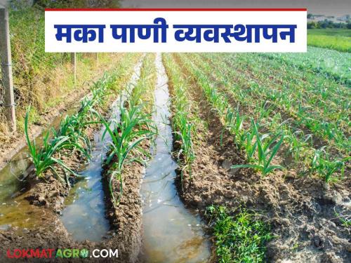 Latest News Maize Crop Management How and how much water should be given to Maka crop Know in detail  | Maize Crop Management : मका पिकाला पाण्याच्या पाळ्या कशा व किती द्याव्या? जाणून घ्या सविस्तर 