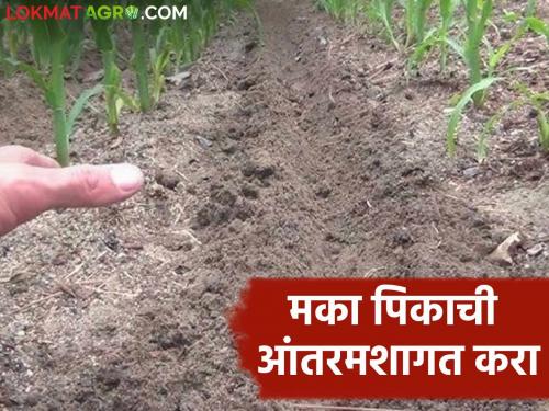 Latest News Rabbi Maka Crop management How to do intercropping in maize crop after sowing? Read in detail  | Rabbi Maka Crop : मका पिकात पेरणीनंतर आंतरमशागतीची कामे कशी कराल? वाचा सविस्तर 