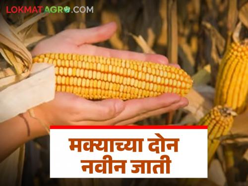 Latest News Maka Seed Developed two varieties of maize good yield and are not susceptible to diseases  | Maka Van : चांगलं उत्पादन देणाऱ्या अन् रोगांना बळी न पडणाऱ्या मक्याच्या दोन जाती विकसित 