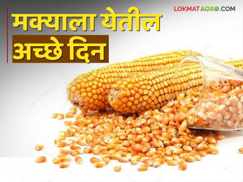 If the maize needed for ethanol is grown in India, the golden days of corn will come | Maize Ethanol इथेनॉलसाठी लागणारा मका भारतातच पिकविला तर मक्याला येतील सोन्याचे दिवस