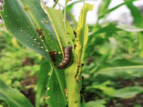 Is corn infested with American armyworm? Take care of the crop like this | मक्यावर लष्करी अळीचा प्रादुर्भाव झालाय? पिकाची 'अशी' घ्या काळजी