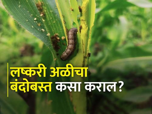 American fall armyworm on maize? How to control | मक्यावर अमेरिकन लष्करी अळी आली आहे? कसे कराल व्यवस्थापन