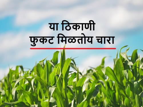 Free maize fodder: Why Bhadgaon farmers are getting maize fodder free, here is a reason | Free Fodder in Jalgaon: चारा आहे फुकट, पशुपालक घेऊन जाताहेत झटपट..